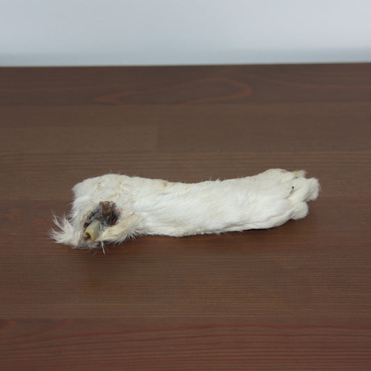 Patte de lapin