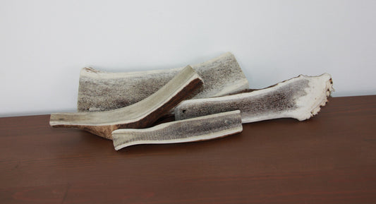 Bois de cerf tranché