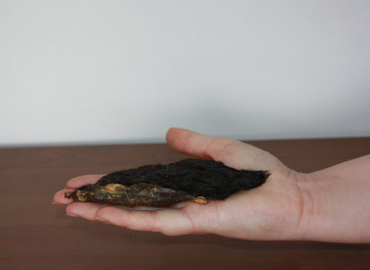 Museau de chèvre avec poils