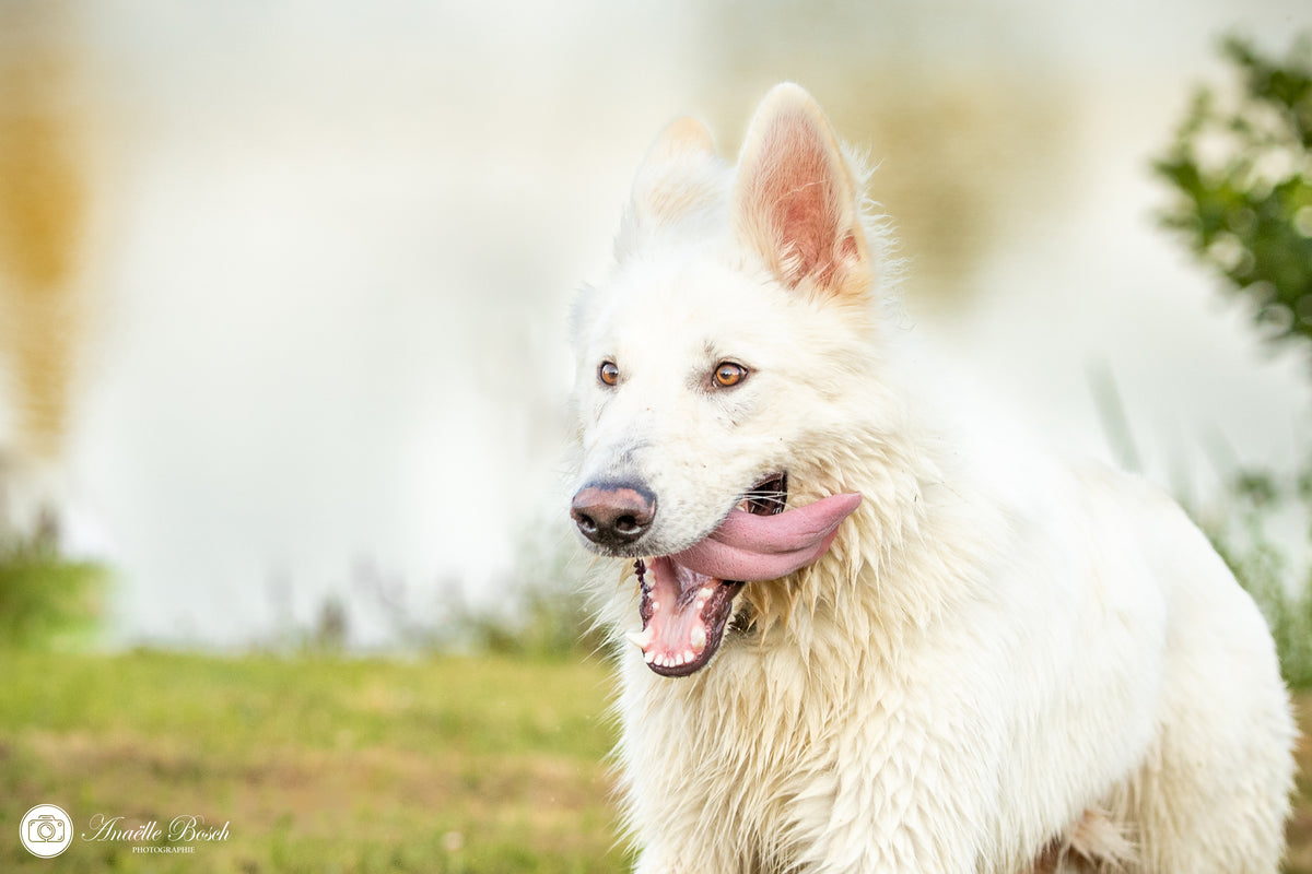 Portrait d'un chien Berger allemand d'ancien type blanc avec la langue sortie, en extérieur.