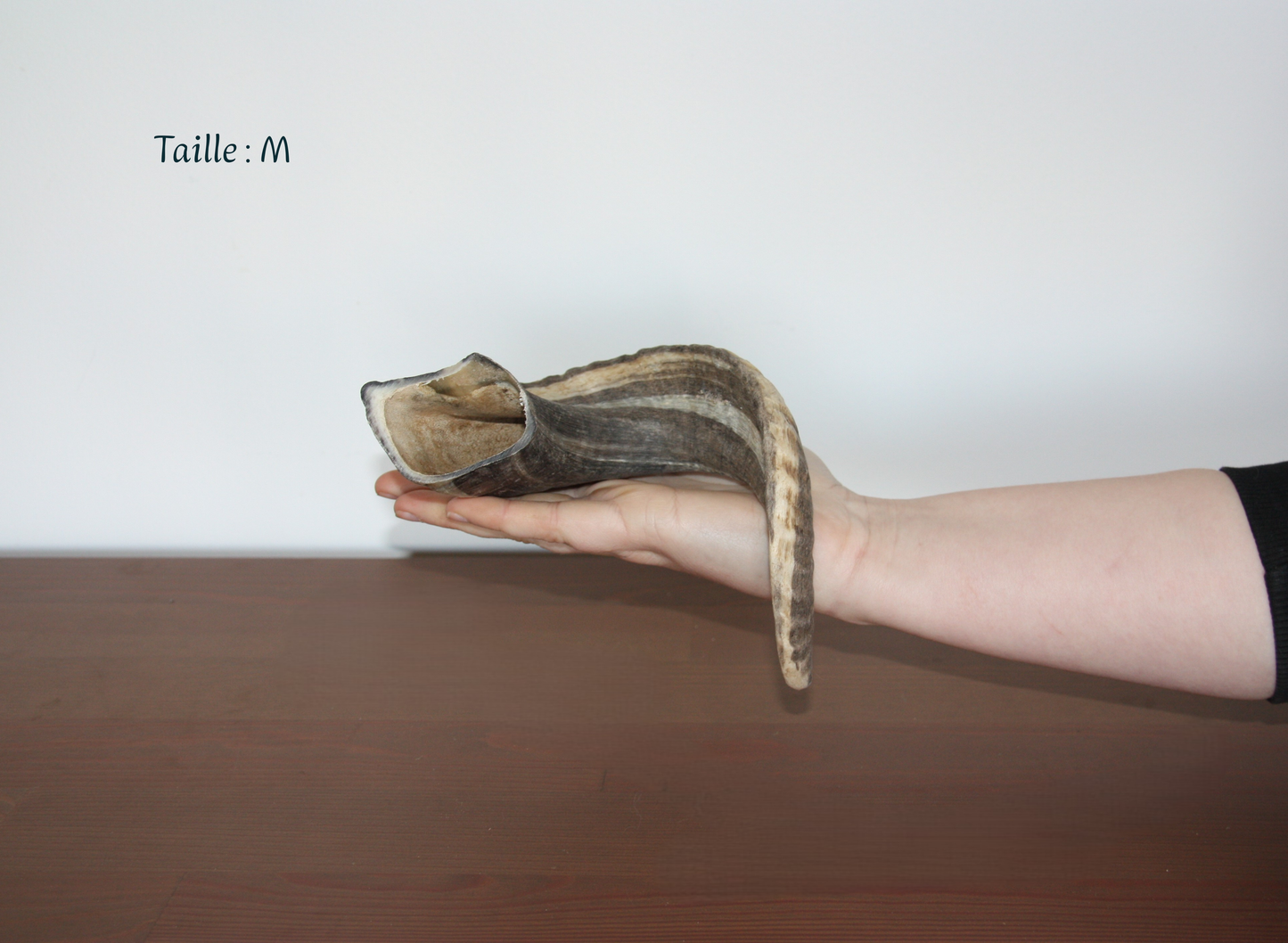 Corne de mouton
