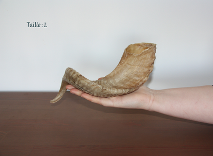 Corne de mouton